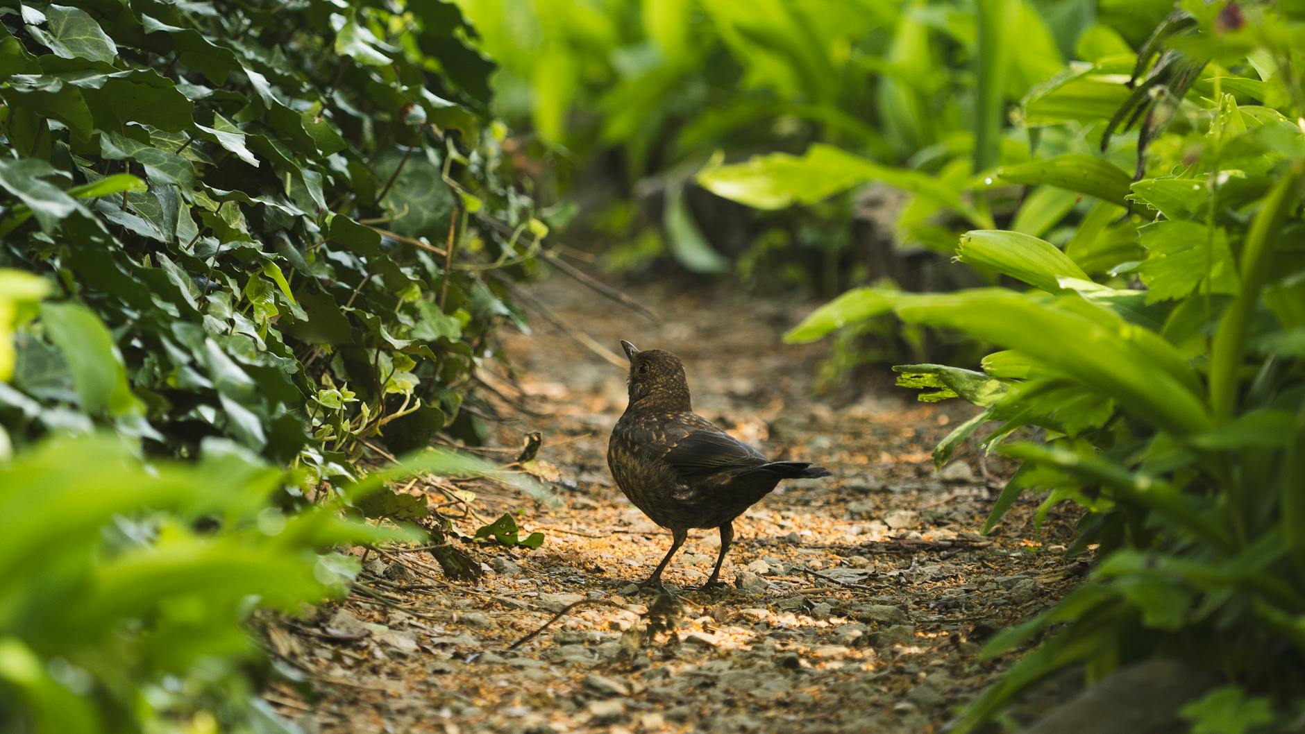 Ogród bez błota: sprawdzone rozwiązania na rozjeżdżone przejścia Ogród bez błota: sprawdzone rozwiązania na rozjeżdżone przejścia